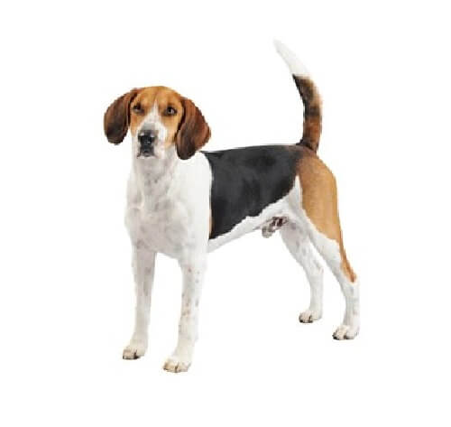 Harrier puppy deals