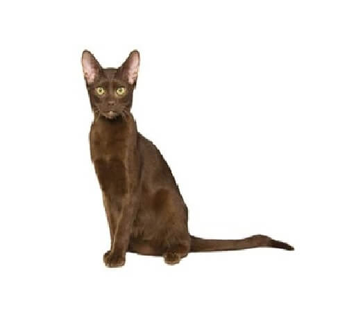 Havana cats deals