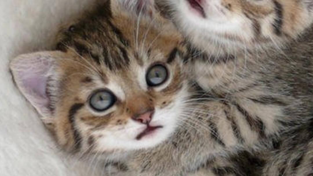 how to raise a kitten
