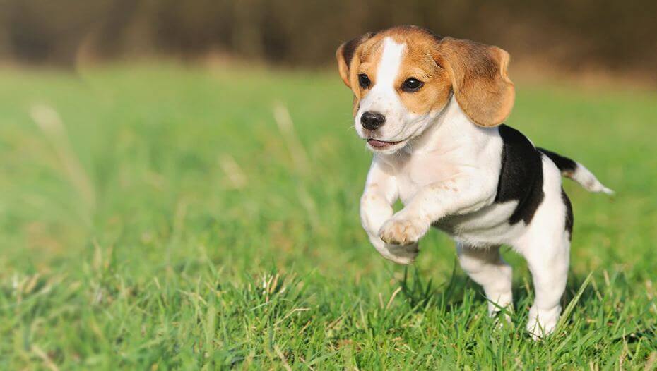 choose puppy 3