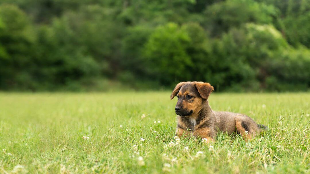 Puppy during desexing preparation