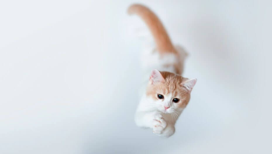 exercise cat 2