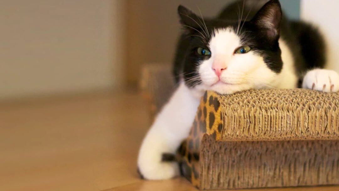 weight cat back 1