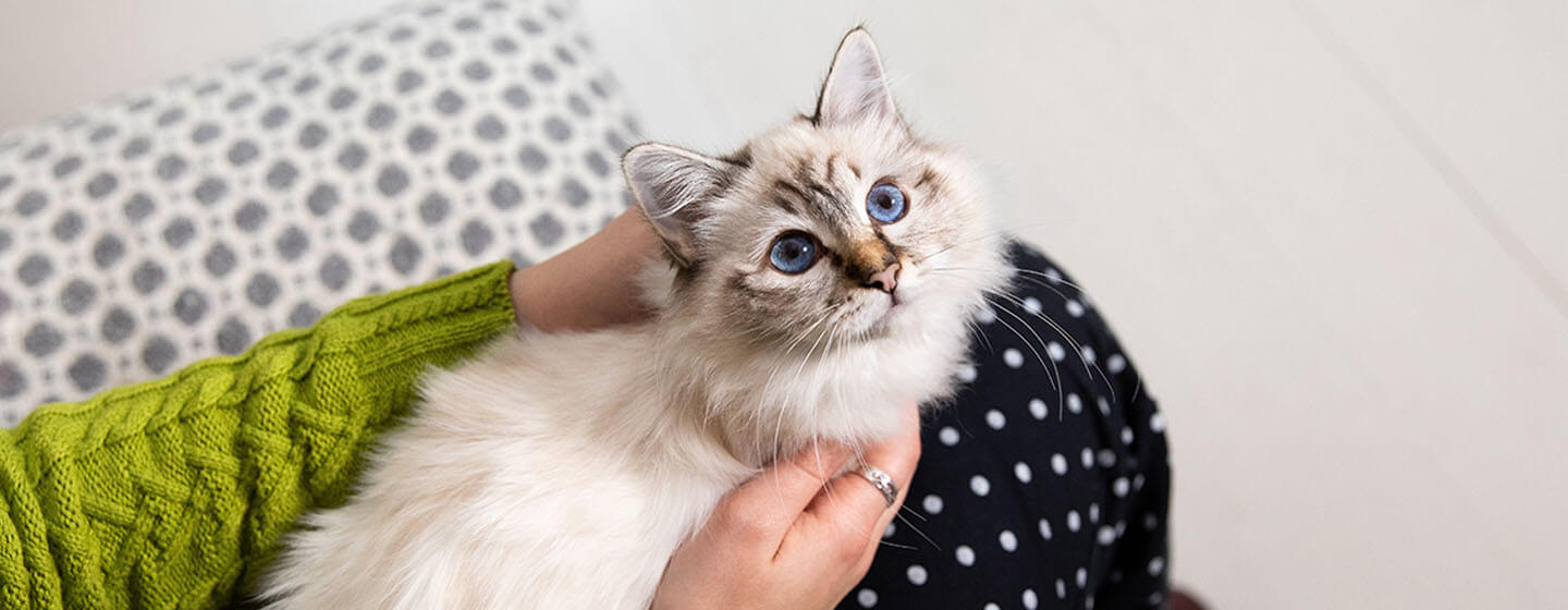 kitten sitting on lap