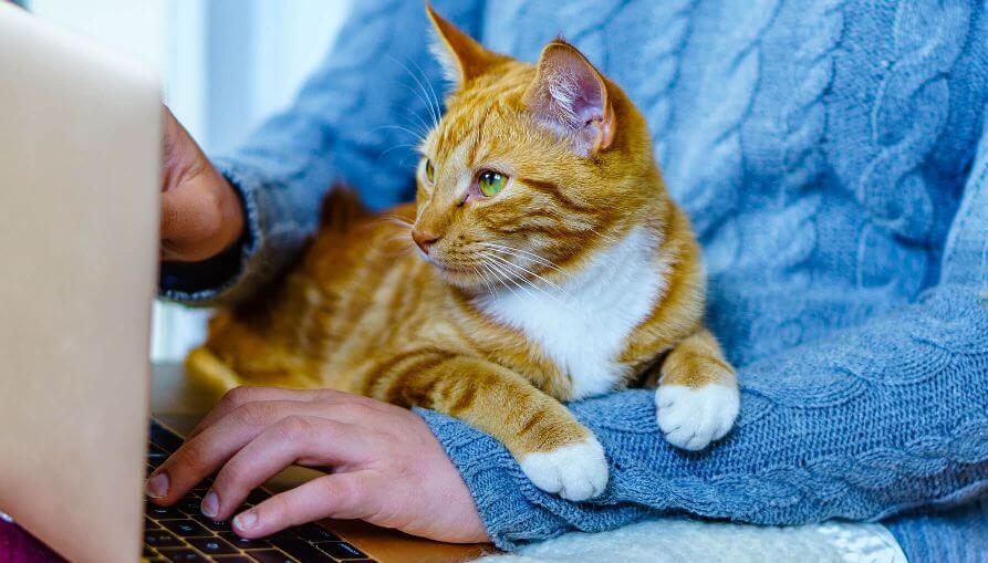 cat-on-laptop