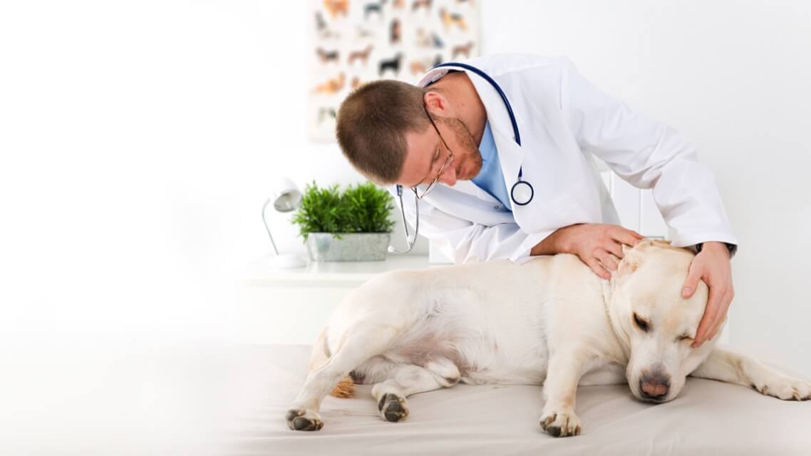 checking-dog-health-01