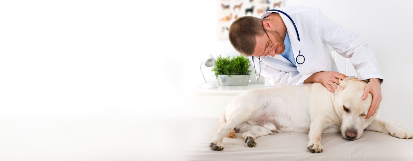 checking-dog-health-02