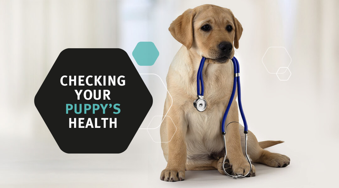 Checking your Puppy's health banner image 1080 x 600px