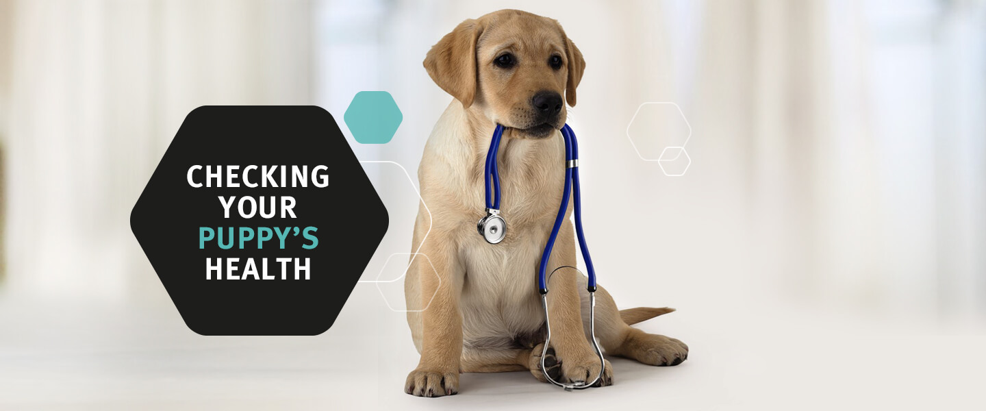 Checking your Puppy's health banner image 1440 x 600px