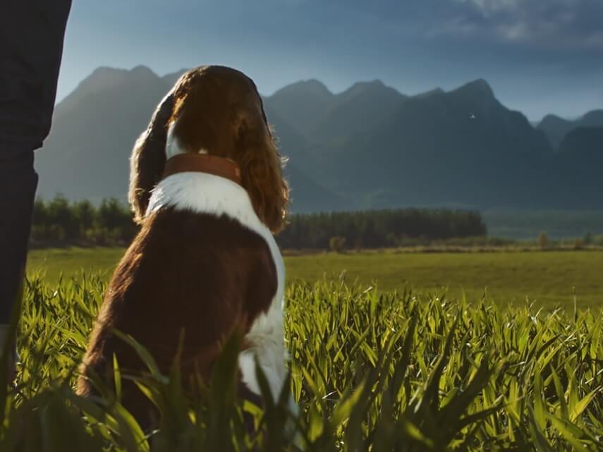 dog watching mountains