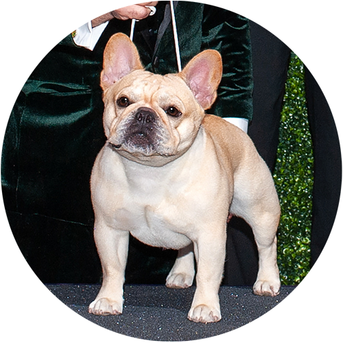 French Bulldog