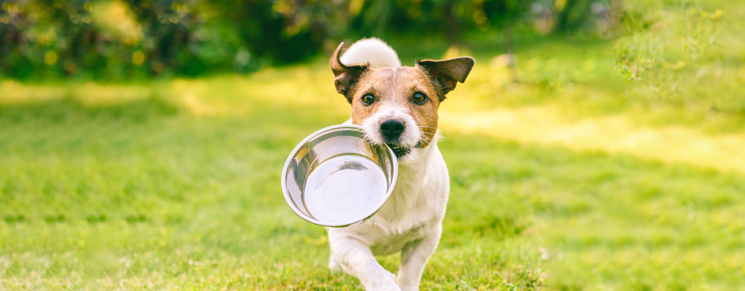 https://www.purina.co.nz/sites/default/files/2023-03/Dog-run-with-food-bowl-HERO.jpg