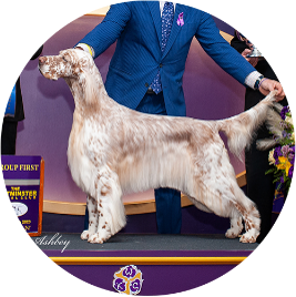 English Setter