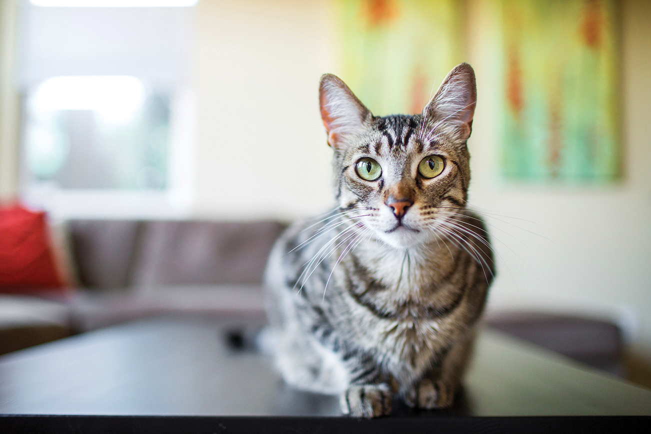 appearancecatnew_-_a_cat_sitting_on_a_table