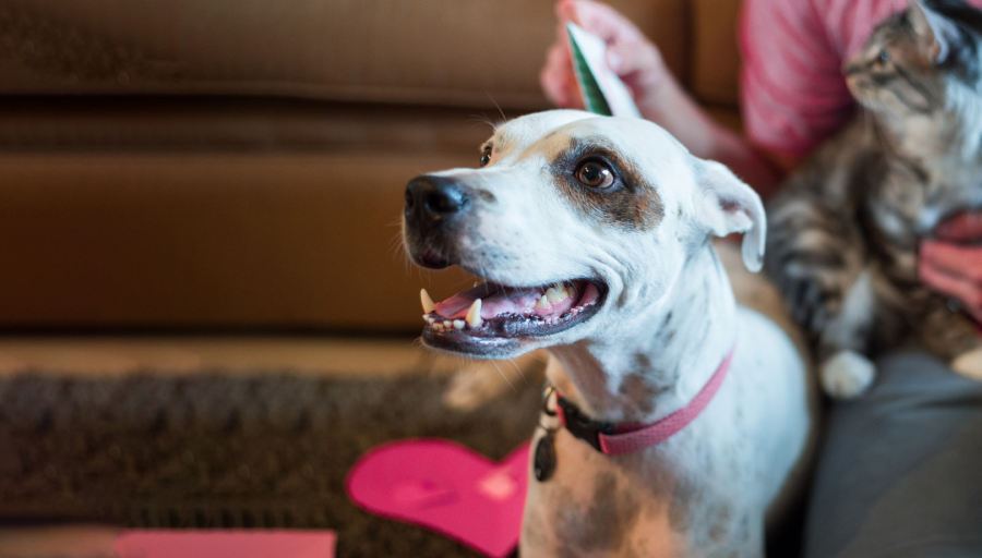 behaviour-_a_dog_with_a_pink_collar