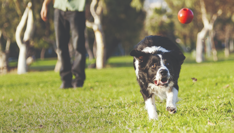 exercise_-_a_dog_running_in_the_grass