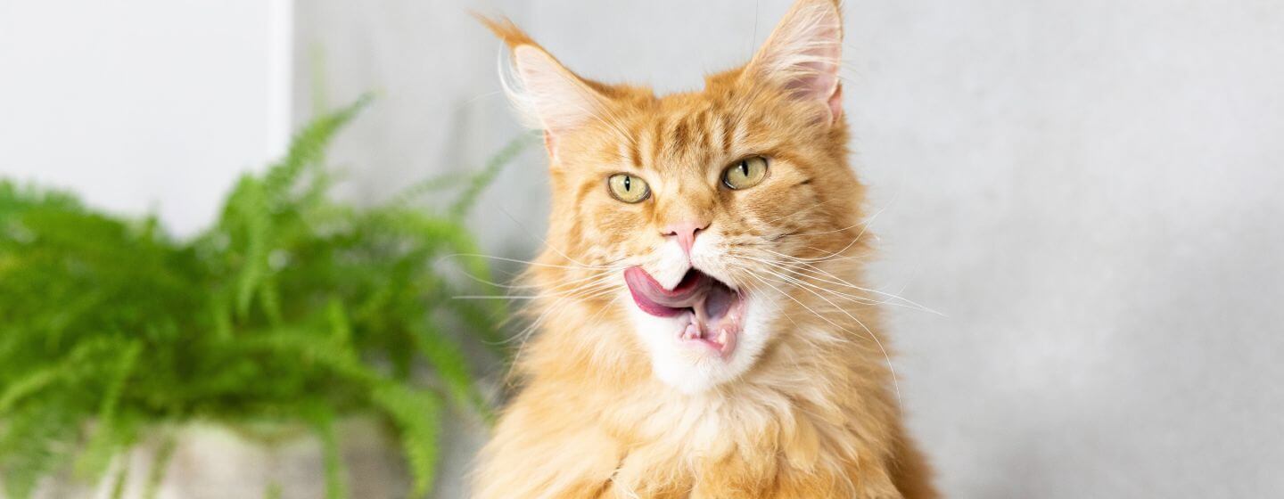 Bad Breath In Cats