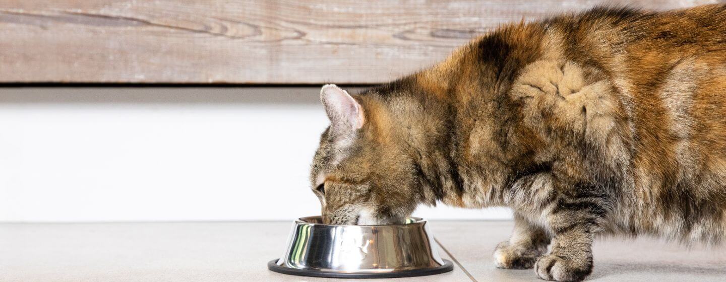 Choosing a Water Bowl for Your Cat