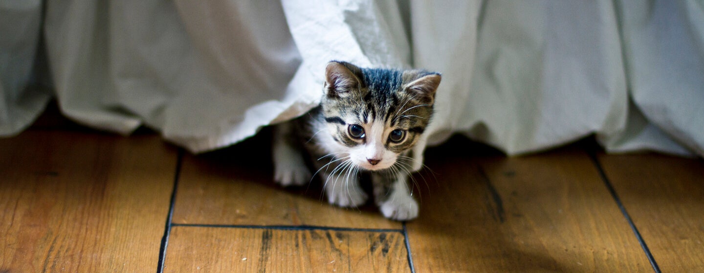 Kitten Socialisation: Teach Your Cat the Basic Life Skills