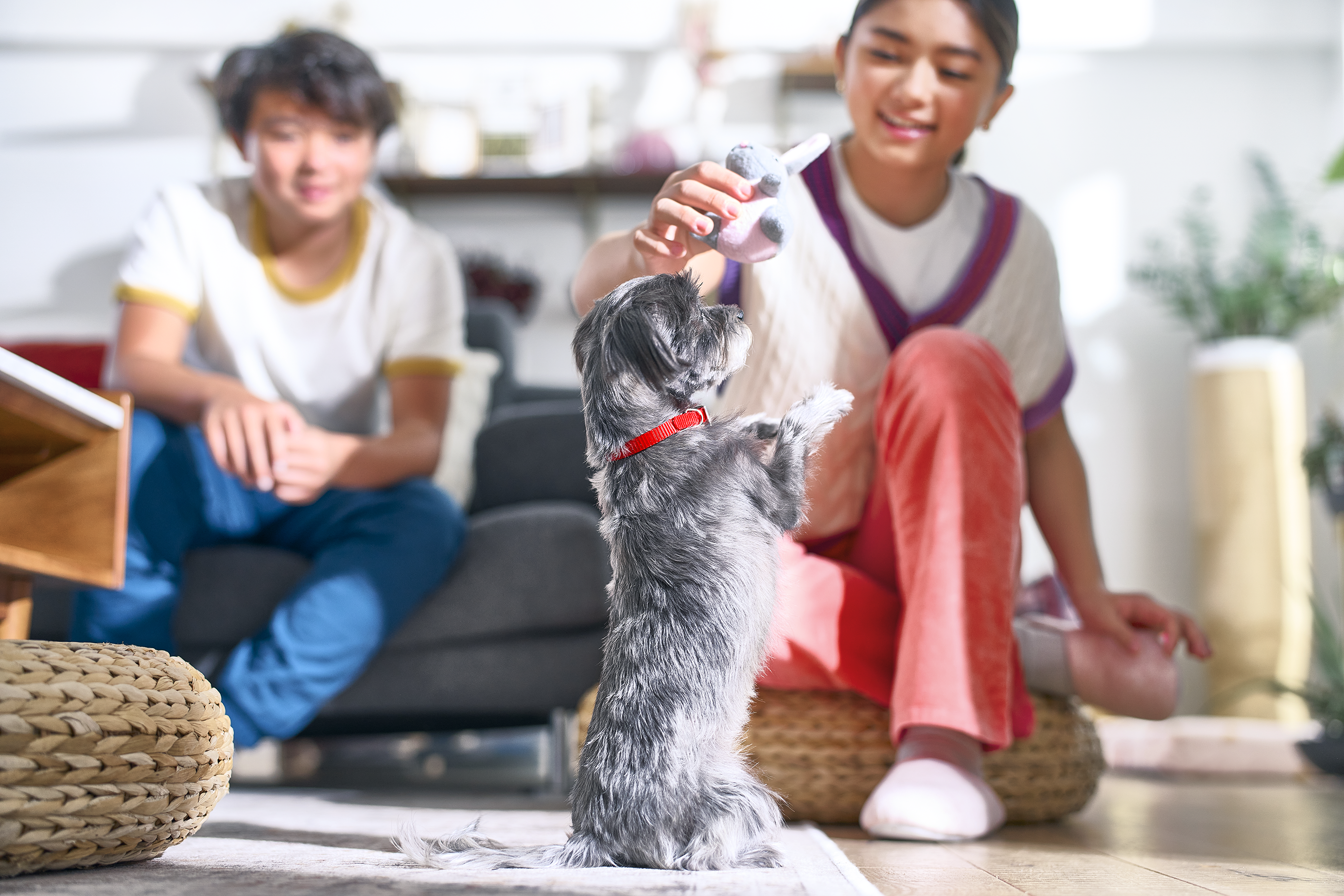 Child playing with pet