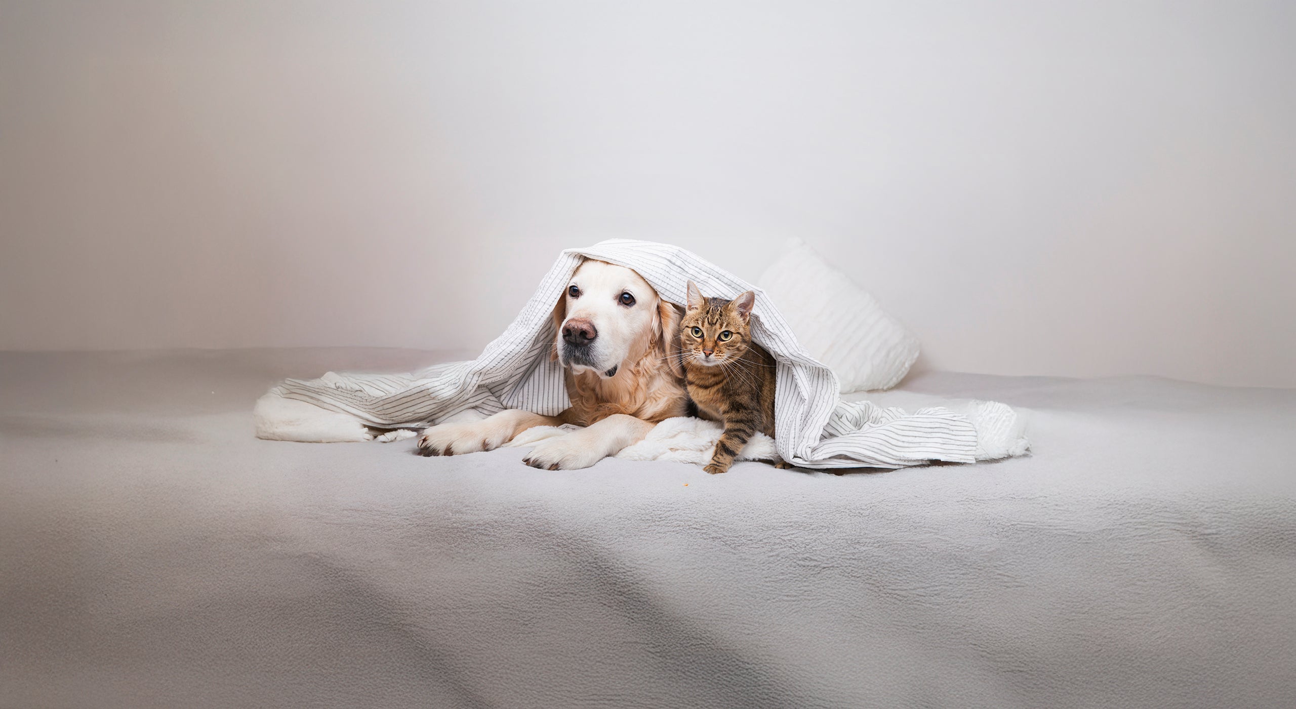 Cat and dog lying in blanket