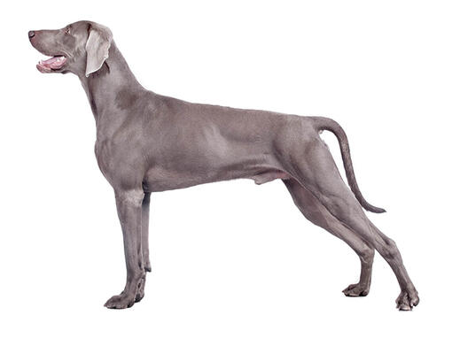 Weimaraner (Short/smooth coat)