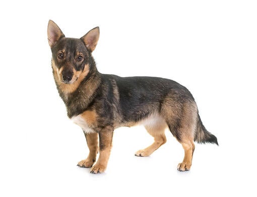 Swedish Vallhund