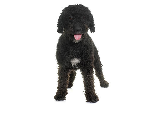 Spanish Water Dog