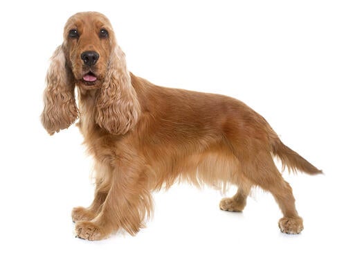 Cocker Spaniel (English)