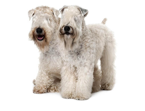 Soft Coated Wheaten Terrier