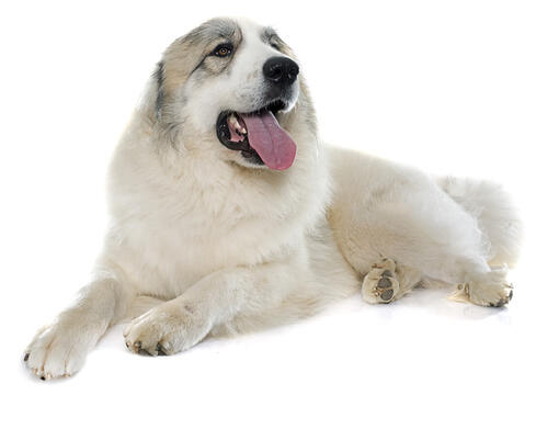 Pyrenean Mountain Dog