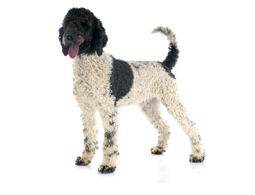Portuguese Water Dog