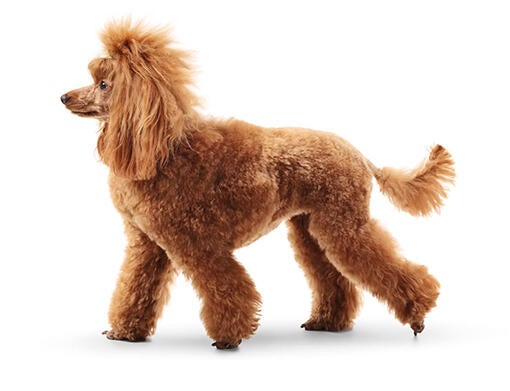 Poodle Standard