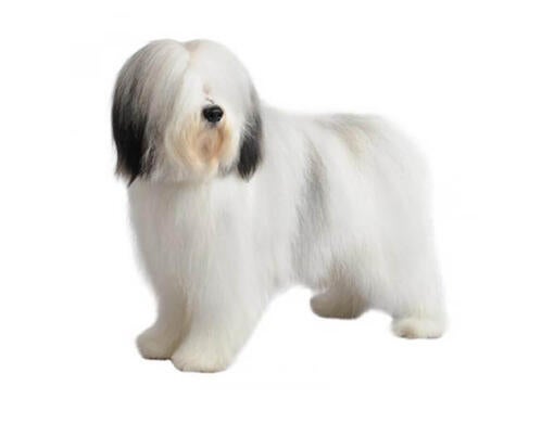 Polish Lowland Sheepdog