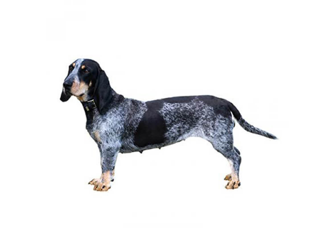 basset bleu de gascogne