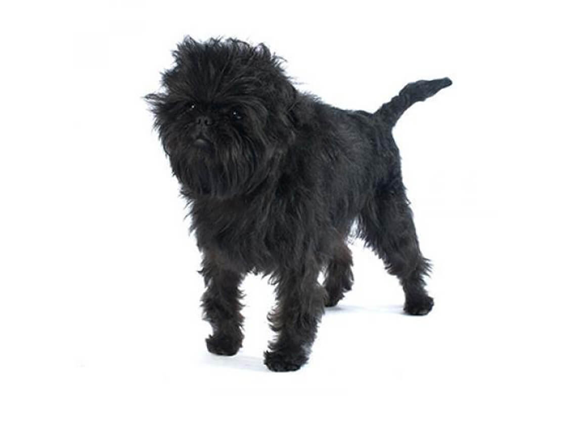 affenpinscher