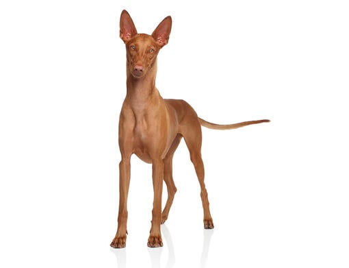 Pharaoh Hound