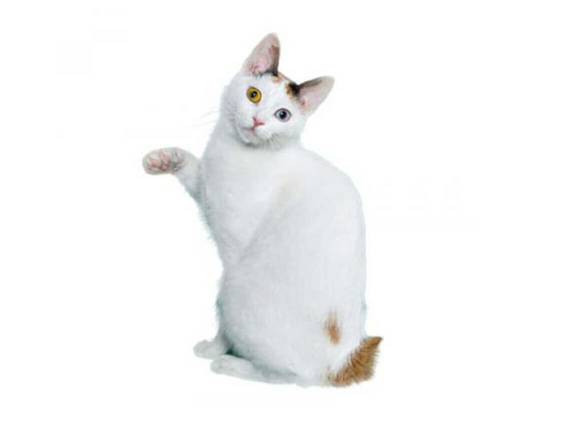 Japanese Bobtail Short Hair