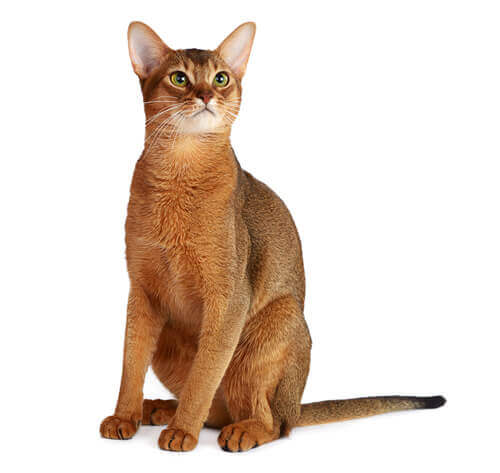 abyssinian