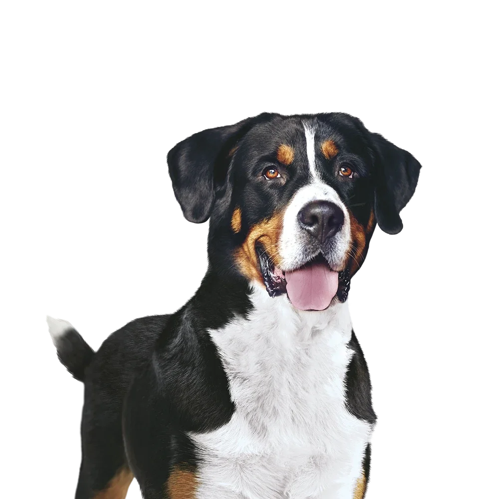 Purina ONE Dog teaser image