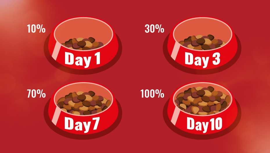 How to Switch Dog Food Brands