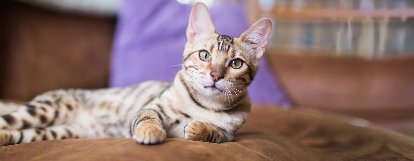 Why Is My Cat Vomiting