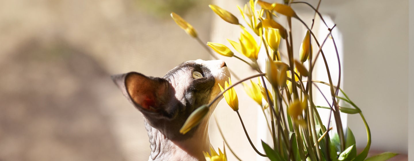 Are tulips poisonous for cats?