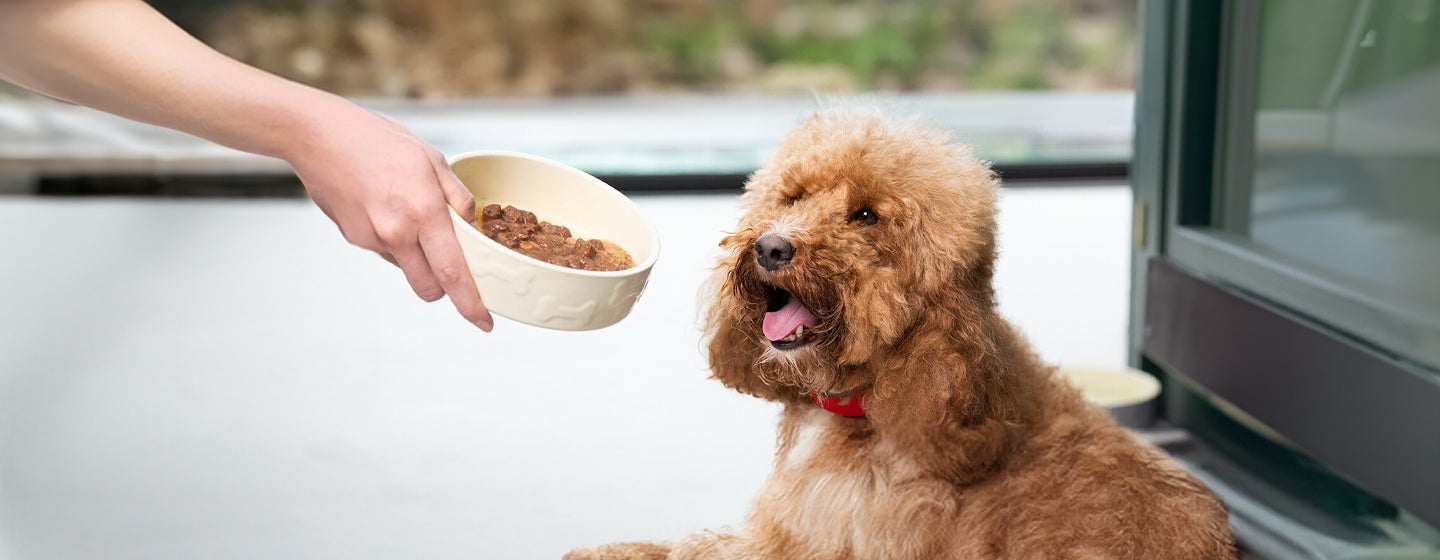 Best Dog Food for Your Pet