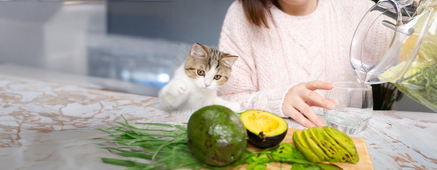 Can Cats Eat Avocado? 