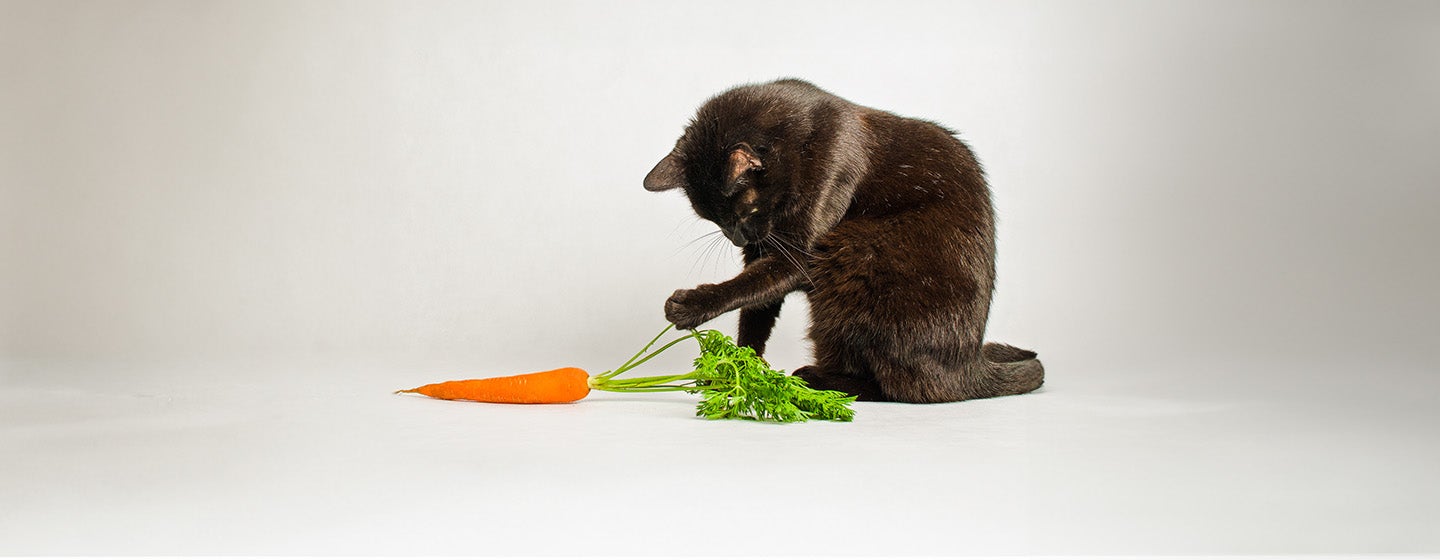 Can Cats Eat Carrots?