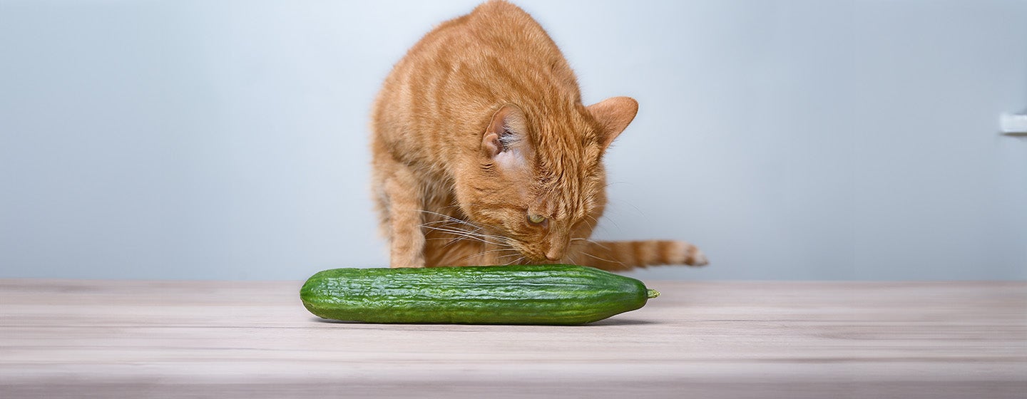Can Cats Eat Cucumber