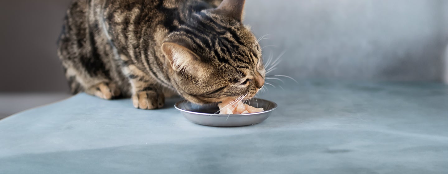 Can Cats Eat Raw Chicken?