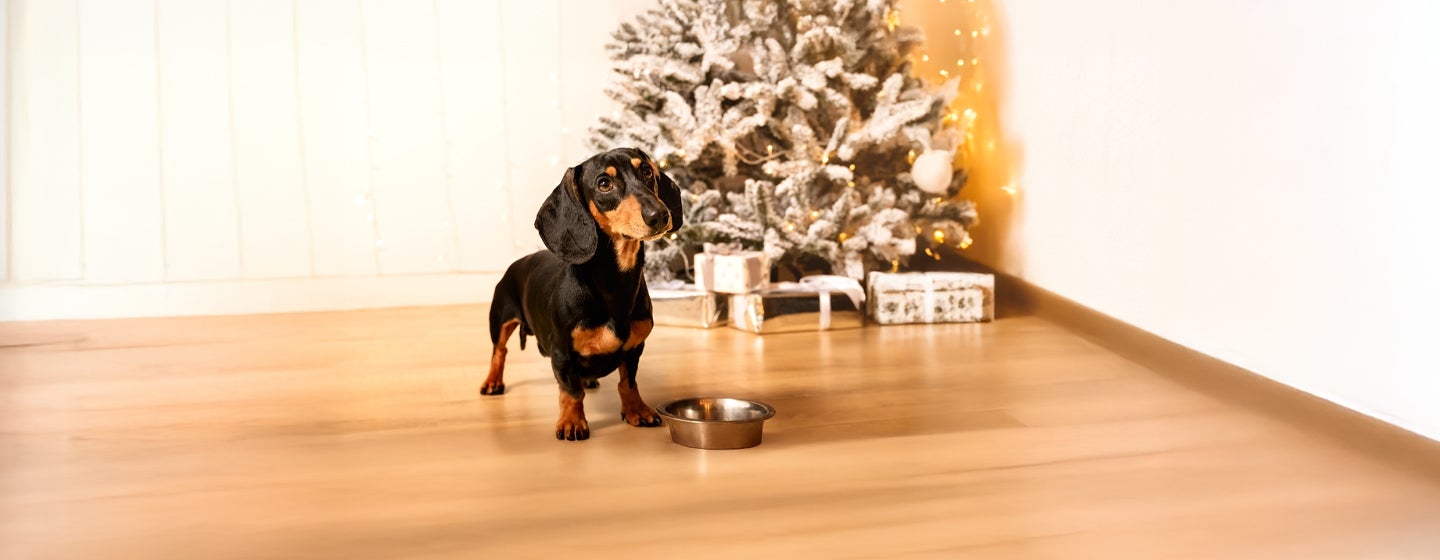 Can Dogs Eat Christmas Dinner?