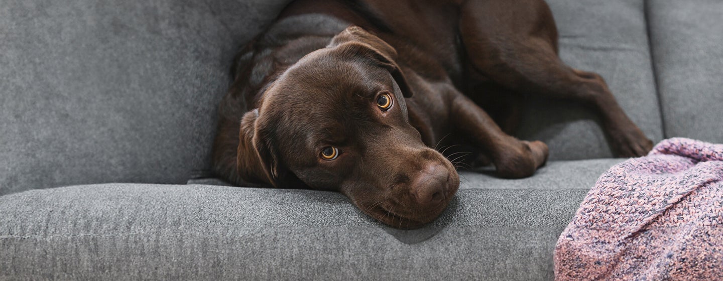 Cancer in dogs – signs and treatment